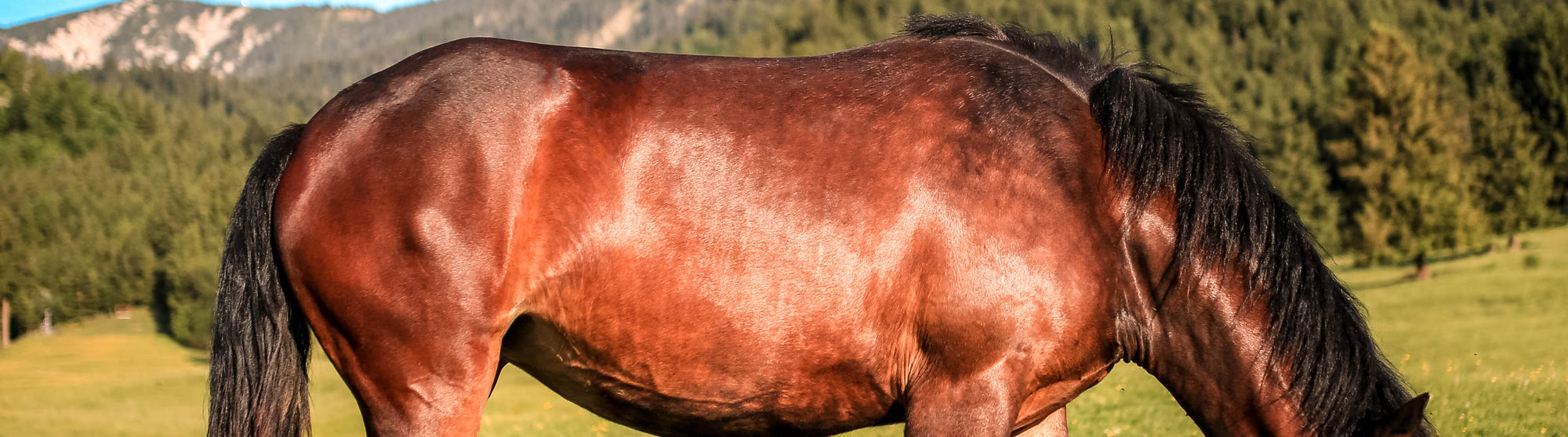 More than Shiny: How Grooming Your Horse Helps Coat Health