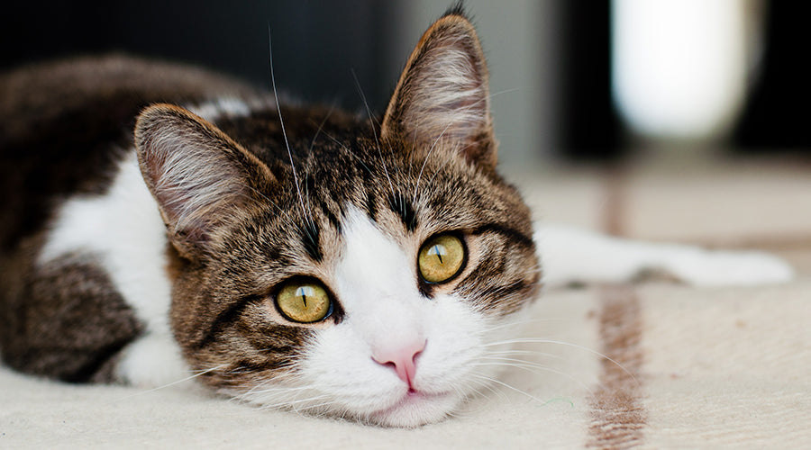 5 tips for cats that hate being groomed
