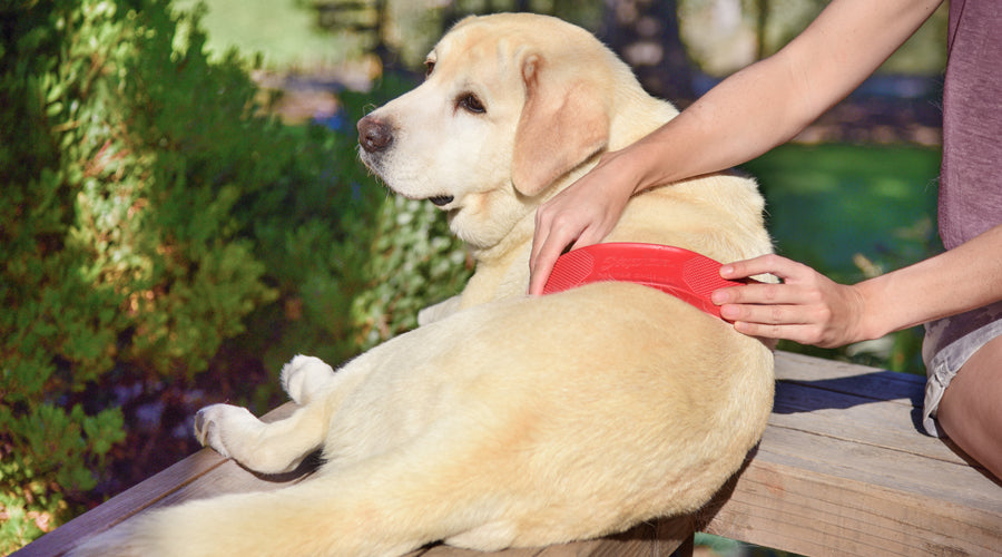 How to turn your dog's grooming into a massage