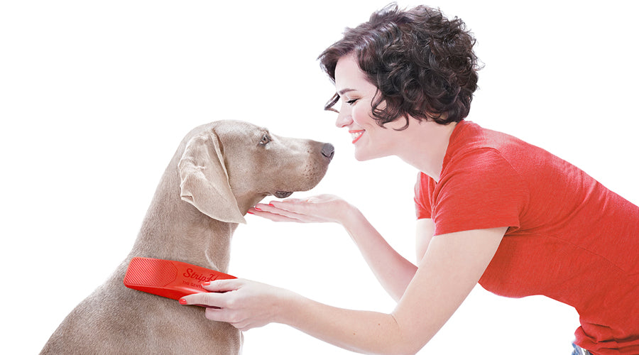 5 myths about grooming dogs and cats