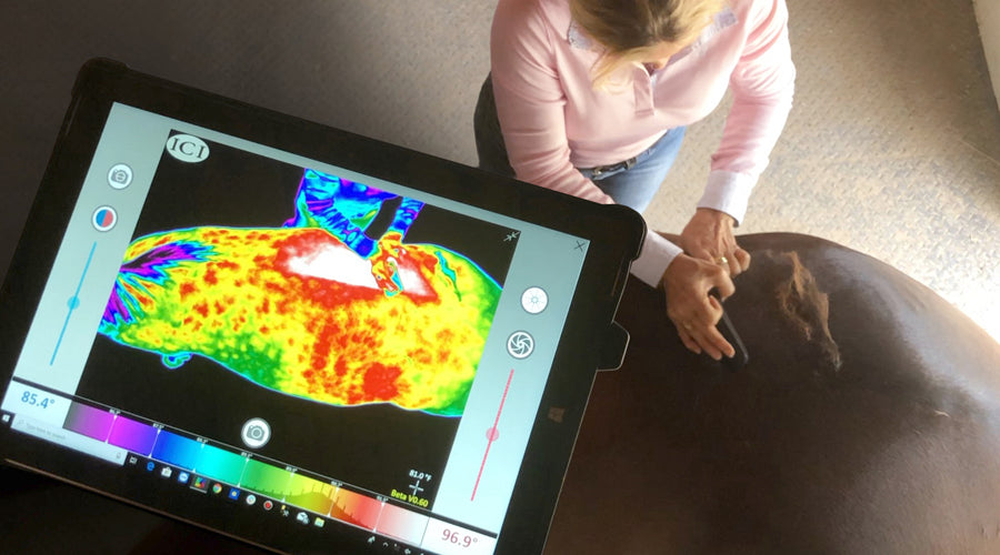 Improving circulation in stall-bound horses