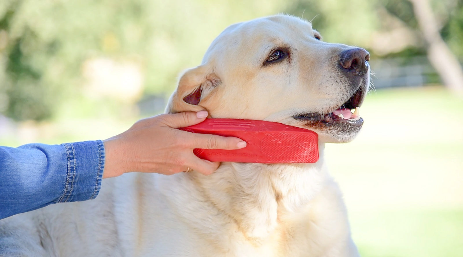 3 things to keep in mind when grooming your animal — The Gentle Groomer