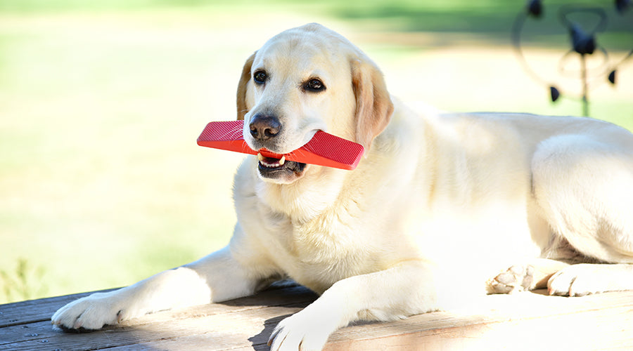 Top 10 Reasons To Become A Dog Groomer - Dog Grooming School - Pet