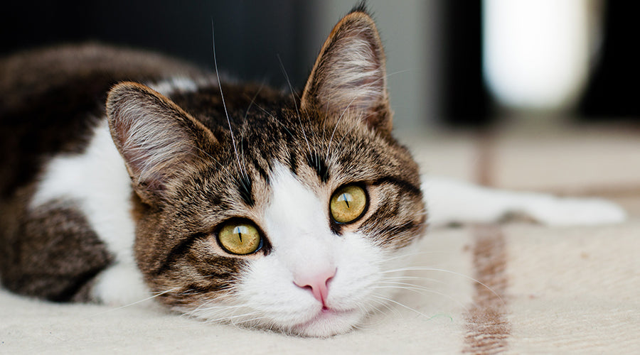 5 tips for cats that hate being groomed 