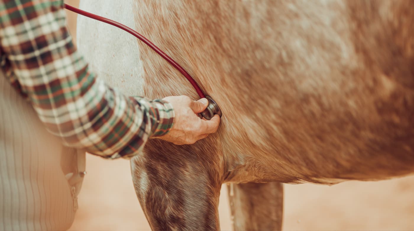 Why these three veterinarians use StripHair... The Gentle Groomer