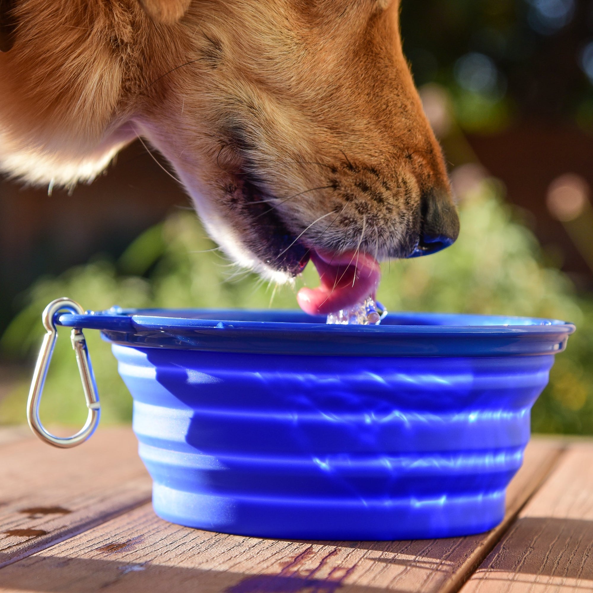 StripHair Dog Bowl